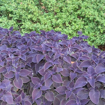 Coleus scutellarioides 'Vino' (054148)