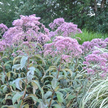 Eupatorium purpureum ssp. maculatum 'Gateway' (054151)