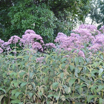 Eupatorium purpureum ssp. maculatum 'Gateway' (054152)