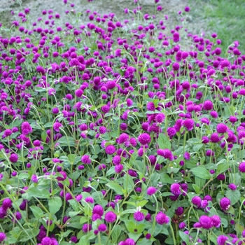 Gomphrena 'EZ Gro Gomp Purple' (054155)