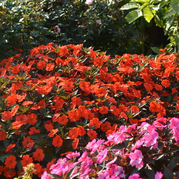 Impatiens SunPatiens® '' (054219)