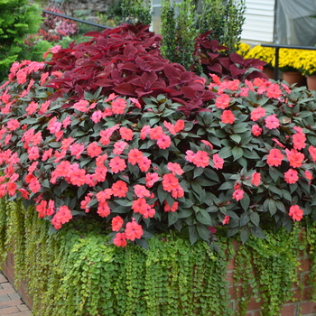 Impatiens SunPatiens® '' (054220)