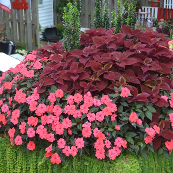 Impatiens SunPatiens® '' (054221)