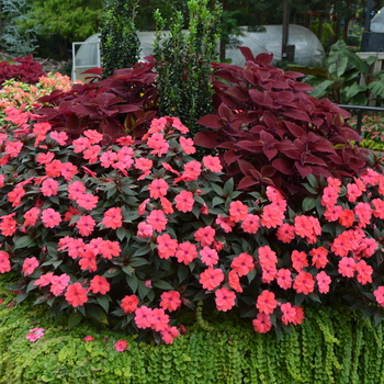 Impatiens SunPatiens® '' (054222)