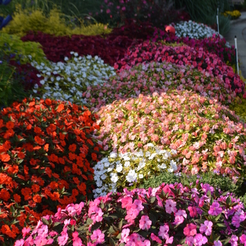 Impatiens SunPatiens® 'Series' (054224)