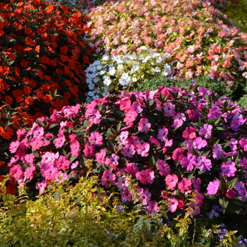 Impatiens SunPatiens® 'Series' (054225)