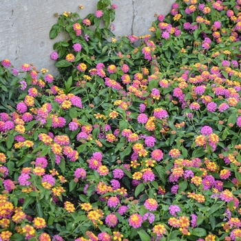 Lantana camara Luscious® 'Berry Blend™' (054235)