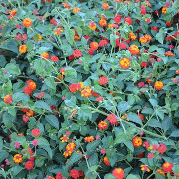 Lantana camara Luscious® 'Citrus Blend™' (054236)