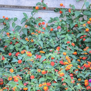 Lantana camara Luscious® 'Citrus Blend™' (054237)