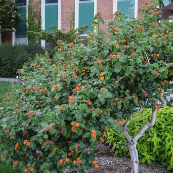 Lantana camara 'Multiple Varieties' (054238)