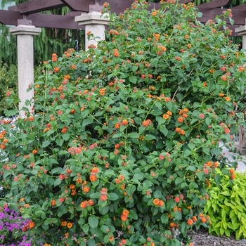 Lantana camara 'Multiple Varieties' (054239)