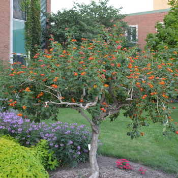 Lantana camara 'Multiple Varieties' (054240)