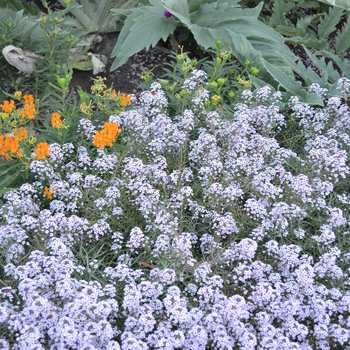 Lobularia 'Blushing Princess®' (054242)