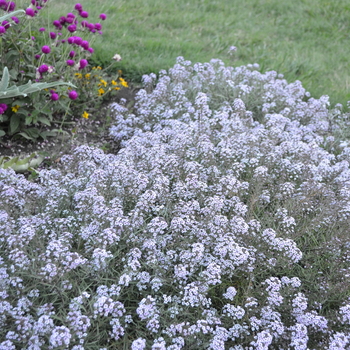 Lobularia 'Blushing Princess®' (054243)