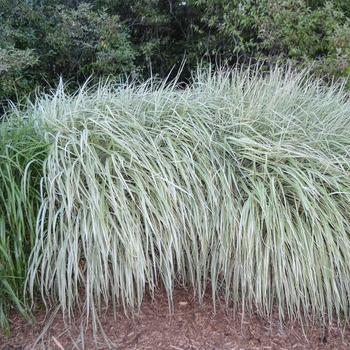 Miscanthus sinensis 'Rigoletto' (054247)