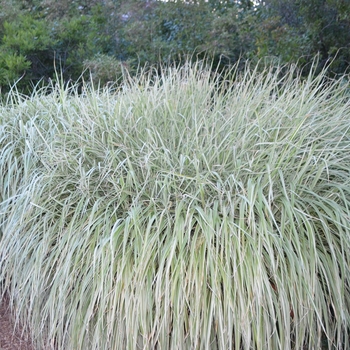 Miscanthus sinensis 'Rigoletto' (054248)