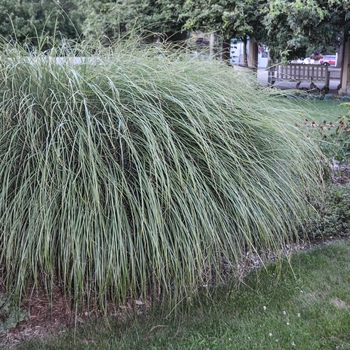 Miscanthus sinensis 'Sarabande' (054250)