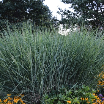 Panicum virgatum 'Cloud Nine' (054254)