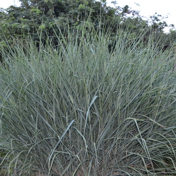 Panicum virgatum 'Cloud Nine' (054255)