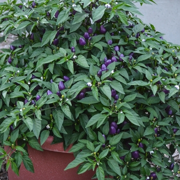 Capsicum annuum 'Loco' (054262)