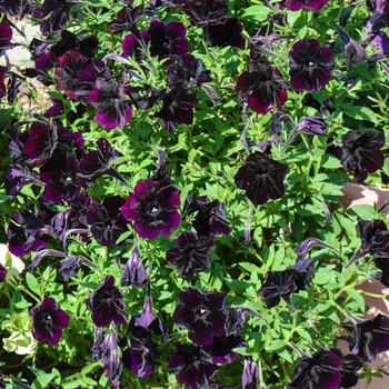 Petunia Debonair™ 'Black Cherry' (054267)