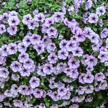 Petunia Surfinia® 'Blue Vein Improved' (054269)