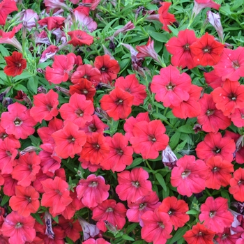 Petunia Surfinia® 'Deep Red' (054270)