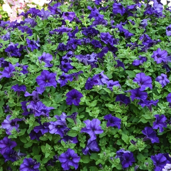 Petunia Surfinia® 'Giant Blue' (054271)