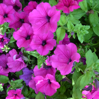 Petunia Surfinia® 'Giant Purple' (054272)