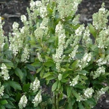 Clethra alnifolia 'Anne Bidwell' 