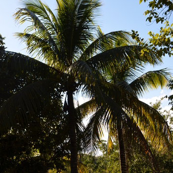 Cocos nucifera '' (055884)