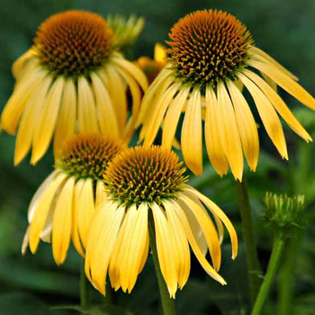 Echinacea purpurea Big Sky™ 'Harvest Moon' (055921)