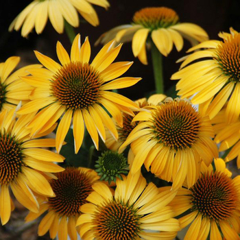 Echinacea purpurea Big Sky™ 'Harvest Moon' (055922)