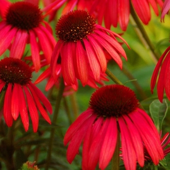 Echinacea purpurea Big Sky™ 'Twilight' (055925)