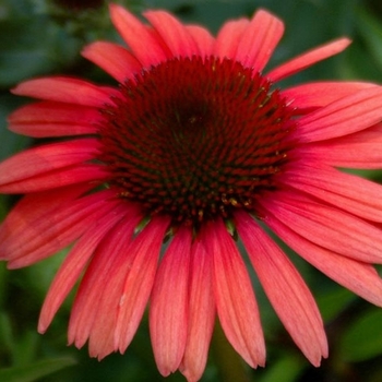 Echinacea purpurea Big Sky™ 'Twilight' (055926)