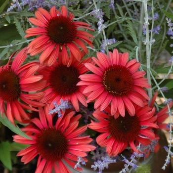 Echinacea purpurea Big Sky™ 'Twilight' (055927)