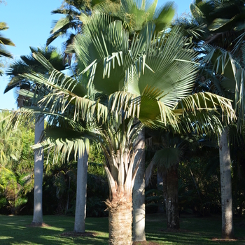 Copernicia baileyana '' (055951)