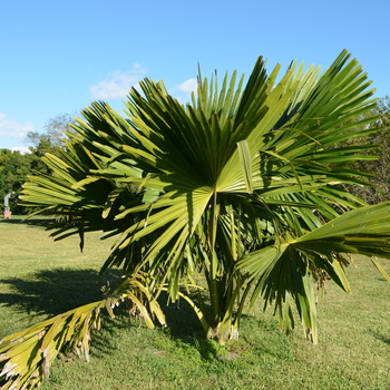 Corypha umbraculifera '' (055975)