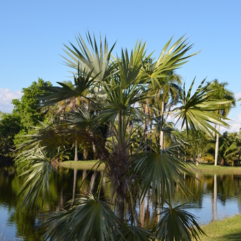 Leucothrinax morrisii '' (055981)