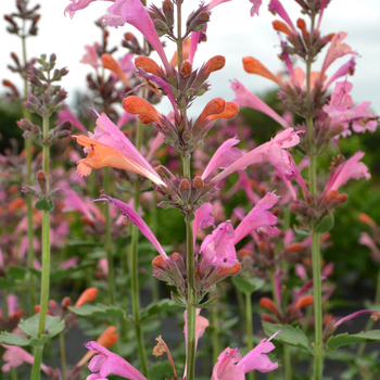 Agastache Kudos™ '' (056168)