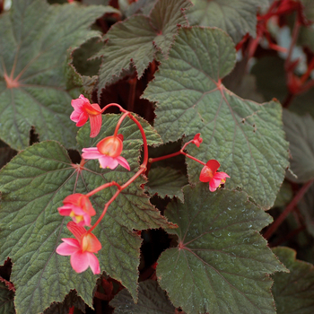 Begonia Cool Breeze™ 'Emerald' (056178)