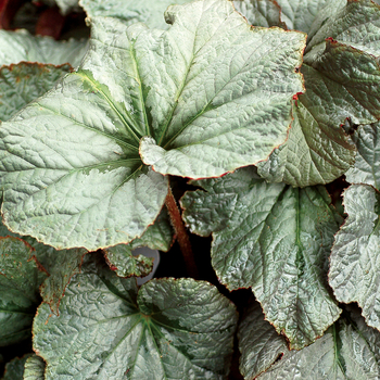 Begonia Cool Breeze™ 'Pewter' (056182)