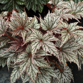 Begonia Garden Angel™ 'Silver' (056193)