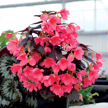 Begonia Cocoa™ 'Enchanted Evening' (056194)