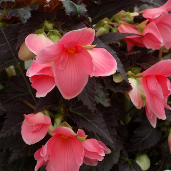 Begonia Cocoa™ 'Enchanted Evening' (056195)