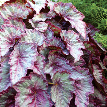 Begonia Shade Angel™ 'Aurora' (056201)