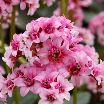 Bergenia Dragon Fly™ 'Sakura' (056209)