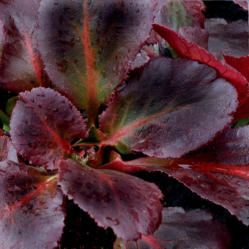 Bergenia Dragon Fly™ 'Sakura' (056210)