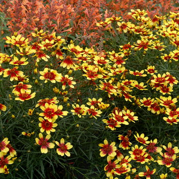 Coreopsis 'Bengal Tiger' (056212)