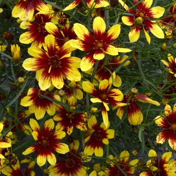 Coreopsis 'Bengal Tiger' (056214)